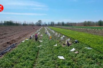 Petani di Xinjiang China sambut musim panen kacang tanah