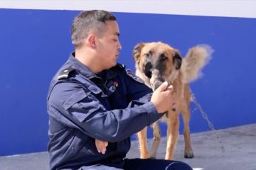 Anjing polisi menyelamatkan Hobi Eurasia di Xinjiang