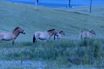 Kuda Przewalski di Mongolia yang terancam punah