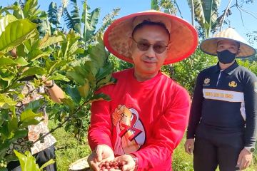 Panen perdana kopi liberika di Pontianak