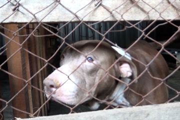 Waspada rabies, 27 warga Kota Ambon jadi korban gigitan anjing