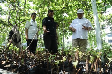 DPRD Gorontalo belajar budidaya anggur lahan pesisir di Jakut