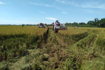 Perusahaan gandeng petani di Serang Banten tingkatkan produksi padi