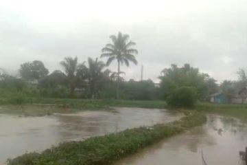 BPBD: 23,5 hektare sawah rusak akibat banjir di Rejang Lebong