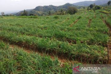Pemkab upayakan petani Bantul melek teknologi pertanian