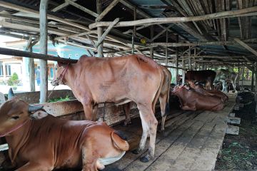 Satgas PMK: 2.101.089 hewan ternak telah divaksinasi