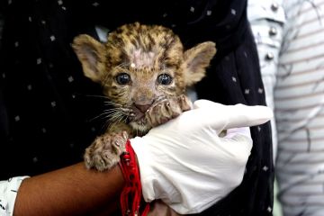 Menengok bayi macan tutul yang diselamatkan dari hutan di India