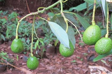 Petani alpukat Kenya tuai manfaat dari kerja sama China-Afrika