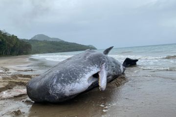 Polres Buru Selatan evakuasi paus 12 meter terdampar di Desa Terkuri