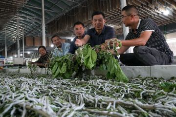 Tim peneliti berikan bimbingan bagi peternak ulat sutra di Anhui China