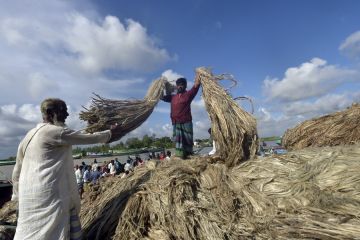 Menengok aktivitas pusat "serat emas" rami di Bangladesh