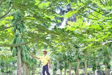 Komunitas Petani Bali Jengah sulap lahan kosong jadi perkebunan pepaya