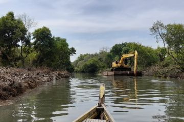 Pegiat lingkungan: Normalisasi sungai Surabaya rusak tanaman mangrove