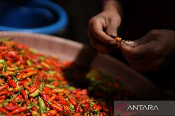 HARGA CABAI NAIK DRASTIS DI KENDARI