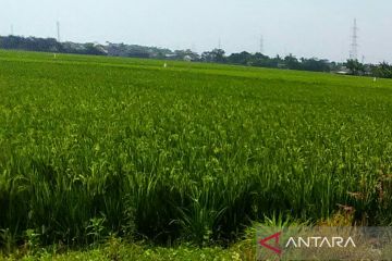 Dedi Mulyadi sarankan pemerintah benahi tata ruang untuk jaga sawah