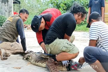 Petugas BKSDA evakuasi dua buaya peliharaan warga di Sampit