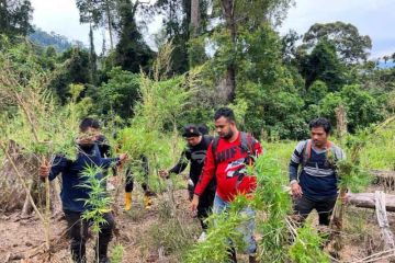 Polres Bireuen memusnahkan enam hektare ladang ganja