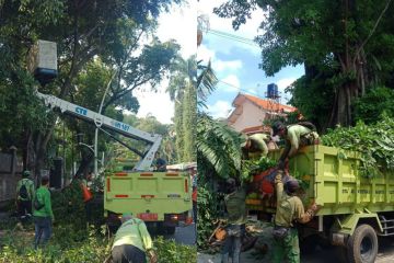 Antisipasi tumbang, Pemkot Jaksel pangkas ribuan pohon