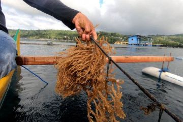 DKP: Simeulue miliki potensi budi daya rumput laut menjanjikan