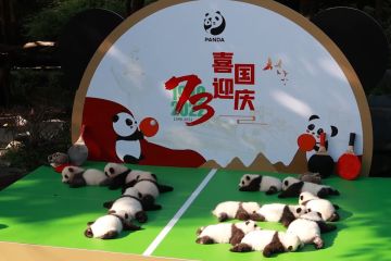 13 bayi panda tampil di depan publik di pusat penangkaran di China