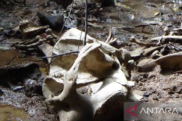 Rangka gajah sumatera dengan GPS Collar ditemukan di hutan Air Rami