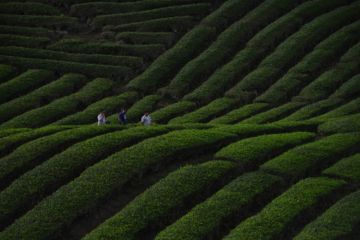 Menikmati Pesona Kebun Teh Solok