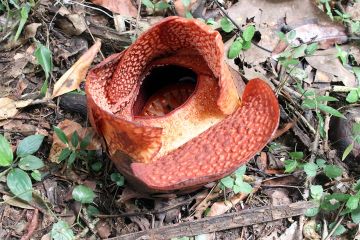 Rafflesia arnoldi R. Br mekar di luar habitatnya untuk pertama kalinya