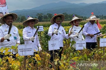 Mentan minta Serang jadi pusat benih kedelai  produktivitas tinggi