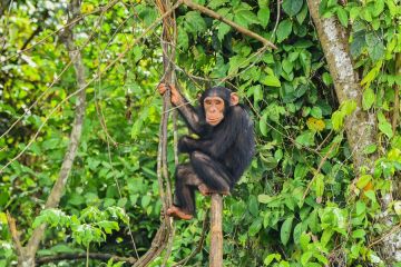 Studi ungkap evolusi primata dipengaruhi gaya berburu menyergap