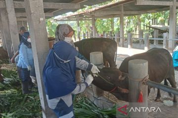 Bantul usulkan penggantian sapi mati karena terkena PMK ke pusat