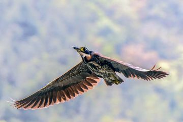 Burung langka dilepasliarkan usai dirawat di Guangdong, China selatan
