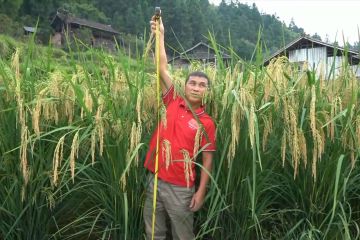 Padi hibrida raksasa setinggi 1,9 meter siap dipanen di Guizhou, China