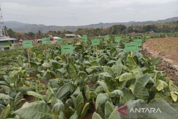 Bantul tanam tembakau seluas 40 hektare untuk bahan baku cerutu