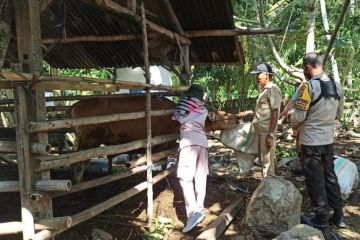 Vaksinasi penyakit kuku mulut ternak di Lombok Tengah terus melonjak