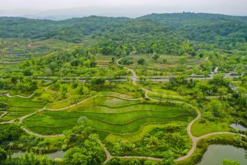 Aforestasi lahan di sepanjang Sabuk Ekonomi Sungai Yangtze rampung