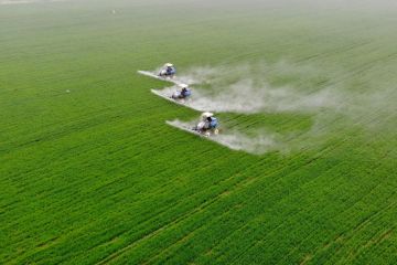 Studi biosintesis kitin beri petunjuk pengembangan pestisida hijau