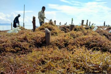 KKP siapkan empat kawasan industrialisasi rumput laut