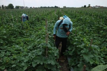 Bahaya penggunaan herbisida bagi fungsi otak remaja