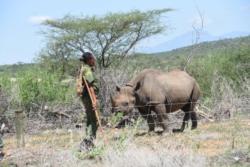 WWF: Kenya capai kemajuan dalam lindungi spesies ikonik