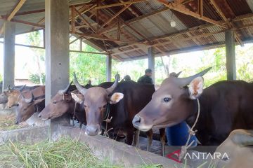 637 ekor hewan ternak di Bengkulu masih penanganan pmk