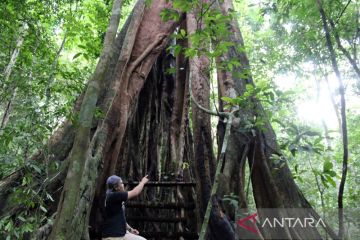 Dishut Lampung sebut petani hutan berperan jaga hutan lestari