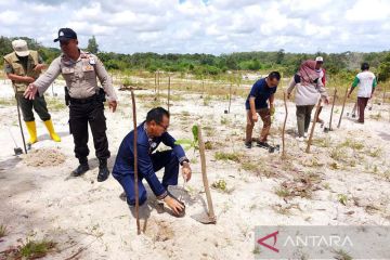 Pelindo Belitung tanam ratusan pohon di lahan bekas tambang