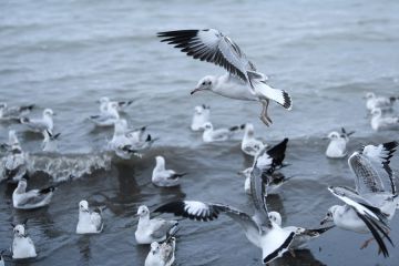 Burung migran di danau air asin pedalaman terbesar di China bertambah