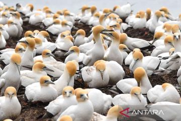 Habitat burung gannet di pedalaman Selandia Baru