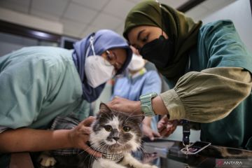 PDHI ajak pemilik hewan lakukan vaksinasi untuk cegah rabies