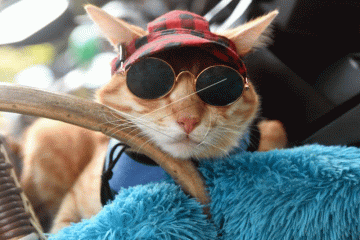 Bakti sosial pelayanan kesehatan hewan di Bogor