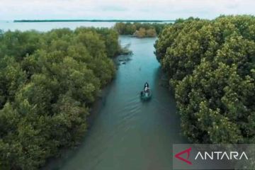 Pemerintah pusat didorong revitalisasi hutan bakau Muaragembong