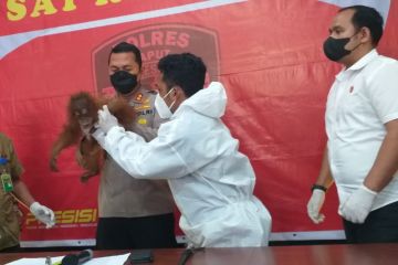 Polres Taput serahkan anak orang utan yang diselamatkan warga ke BKSDA