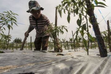 Alokasi Lahan Tanaman Cabai Di Kepri