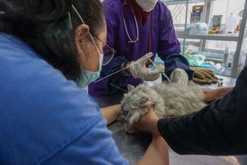 Pelayanan vaksinasi rabies gratis